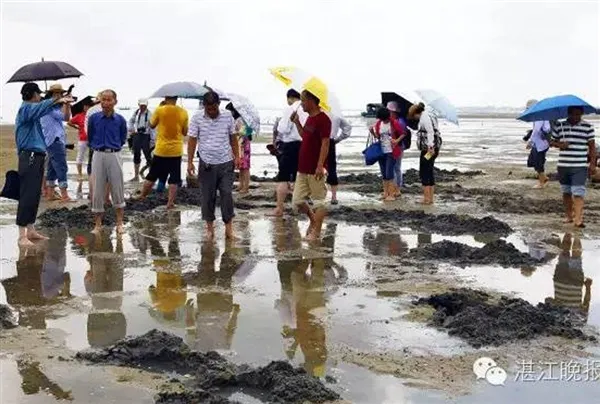 湛江沿海农妇挖虫为生：体大肉嫩 月赚数千