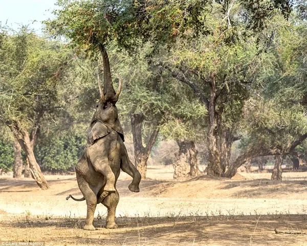 大象“瑜伽”体花式吃树叶：这姿势太销魂