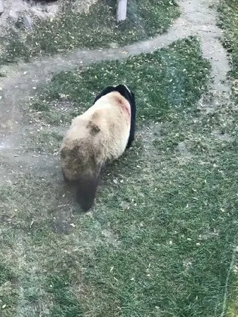 “最悲伤大熊猫”回家：被饿皮包骨