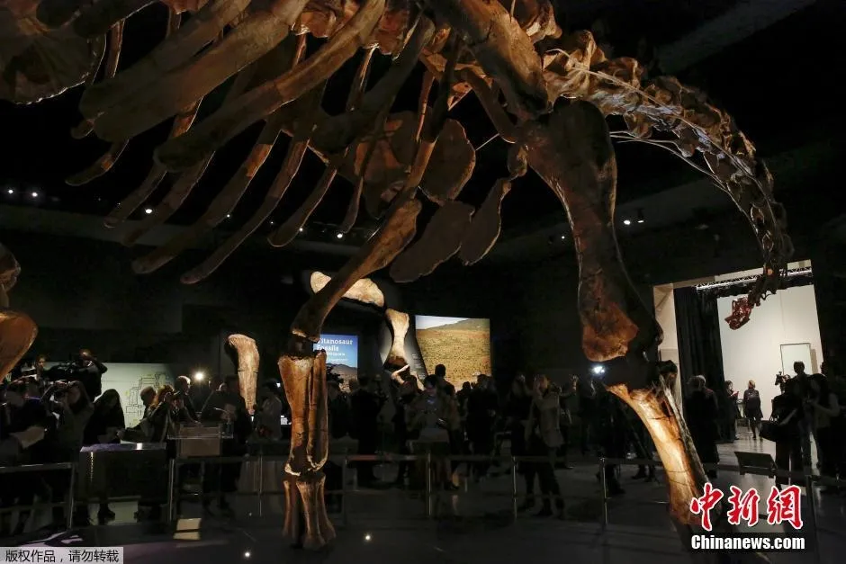 “泰坦巨龙”首展：近5层楼高 地球最大生物