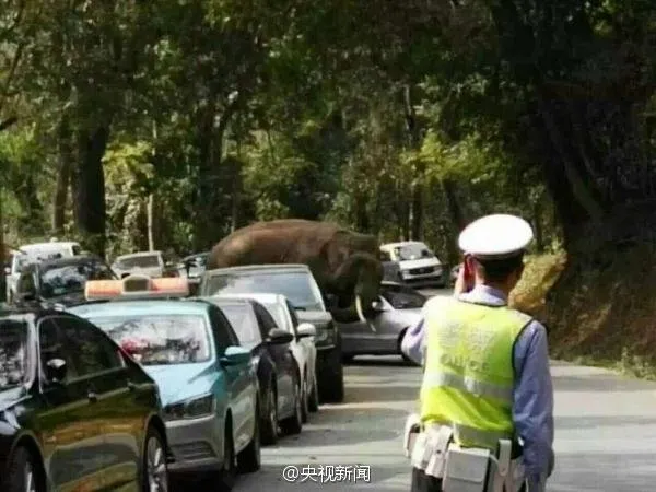 太任性！云南西双版纳野象冲上主路 连撞14辆车