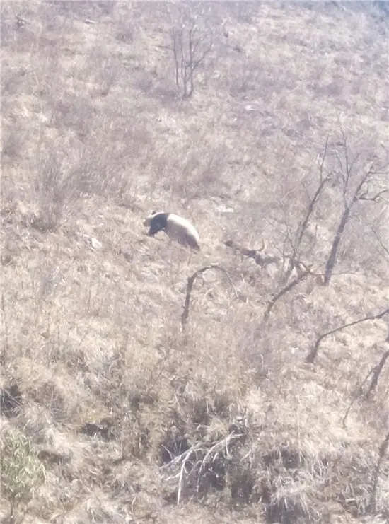 国宝大熊猫下山被恶狗狂追：太胖好心塞