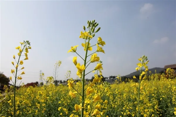 女子在油菜花田里拍张照片 进了医院...