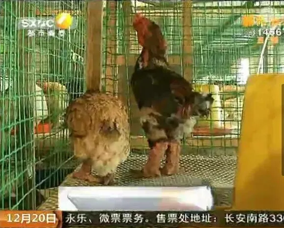 西安现天价怪鸡：腿壮如麒麟 长有鳞片