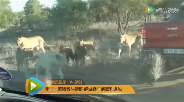 豪猪勇敢戏耍饥饿狮群 完胜逼退