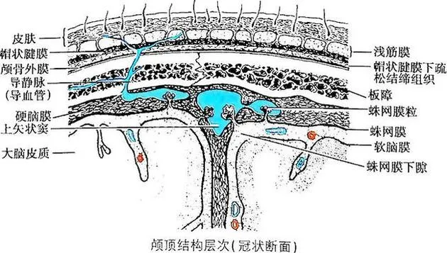 剧烈运动会让人变傻吗？受伤会产生慢性创伤性脑病变