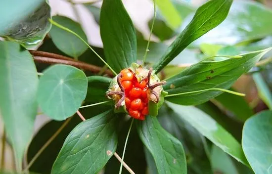 《芈月传》中救下嬴荡的