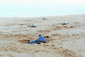 国内首例全人工繁殖91只海龟宝宝出生：可控制性别