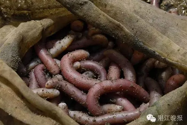 湛江沿海农妇挖虫为生：体大肉嫩 月赚数千