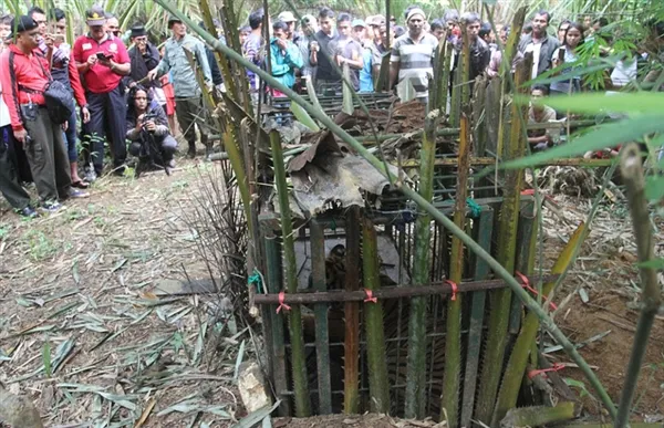 印度老虎闯进村庄觅食：村民飞镖将其射晕