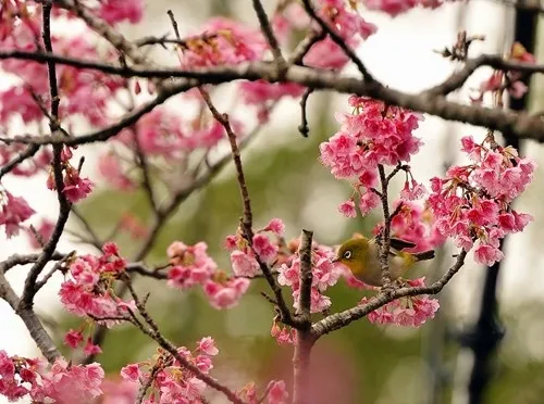 日本最早的樱花开了：鸟儿枝头嬉闹