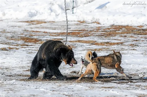 战斗民族用铁链拴住棕熊任由猎犬攻击：画面太惨烈