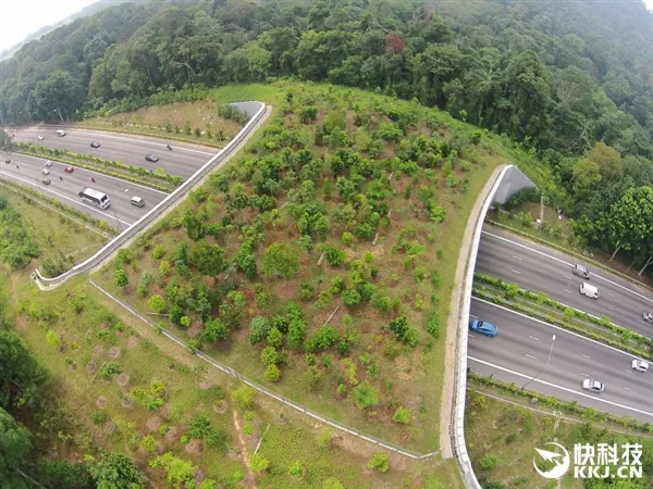 惊呆！世界各地的动物“生命之桥”：画面太震撼