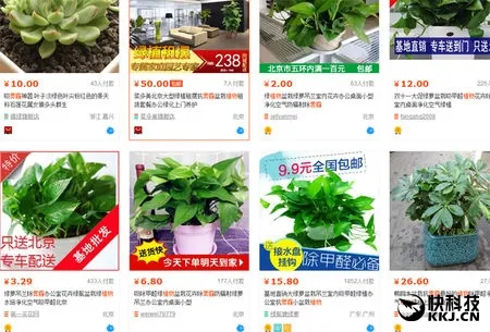 家里种绿植真能对抗雾霾？