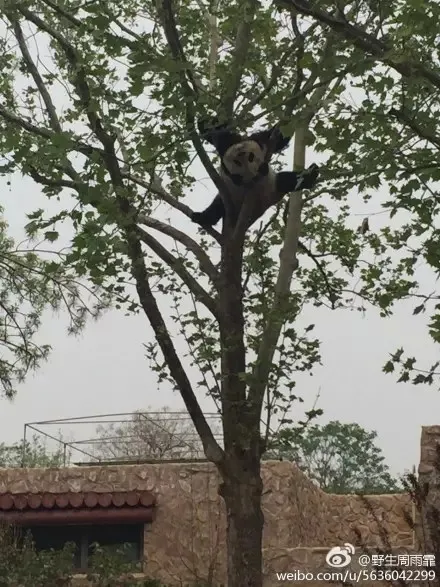 爬最高的树：一只属猴的网红熊猫火了