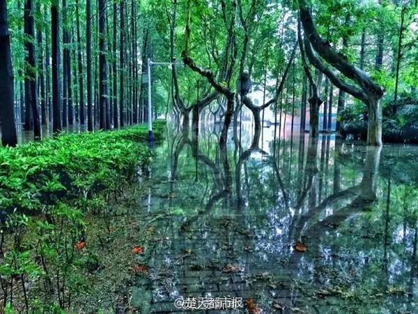 南京理工暴雨后“奇幻森林”刷爆朋友圈：美呆了