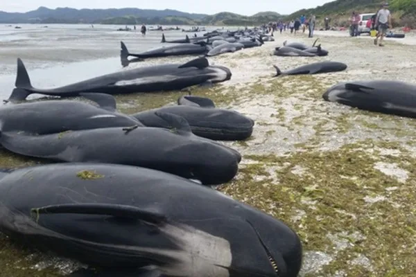 谨防爆炸 新西兰提醒游客远离搁浅鲸鱼尸体