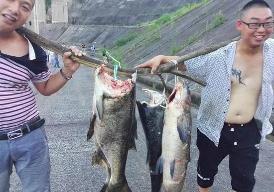 大坝泄洪有多猛 水流力量能冲掉大鱼脑袋