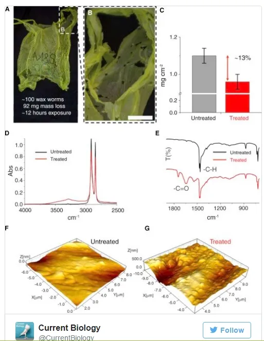 科学家发现毛毛虫可完美降解塑料袋：效率极高