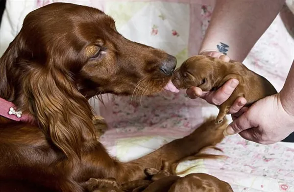 英国猎犬母亲节一窝生下15只宝宝：画面超有爱