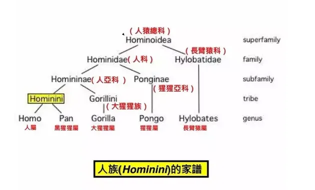 如果人是猴子变的，那世上为什么还有猴子？