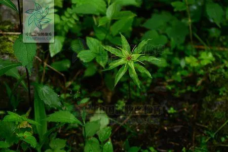 《芈月传》救命神草揭秘：七叶一枝花