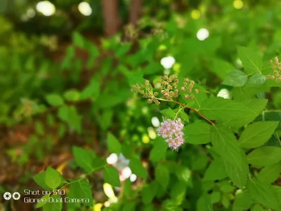 金立S10拍照体验：3D拍照好玩，硬件实时虚化给力