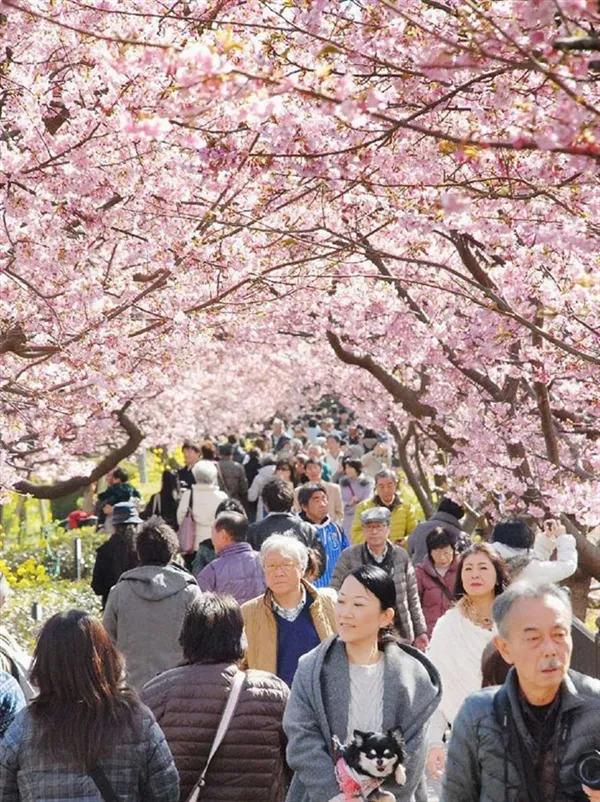 日本第一波樱花绽放：粉红花海梦幻壮观