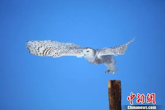 北极野生动物——雪鸮再现新疆哈巴河县(图)