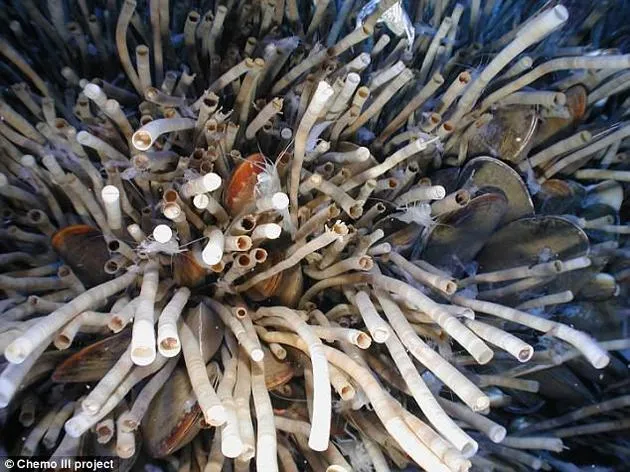 海洋管虫：地球长寿生物之一寿命可达300年
