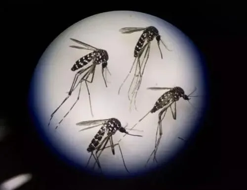 搞事情！谷歌的兄弟公司计划在加州释放2000万只蚊子