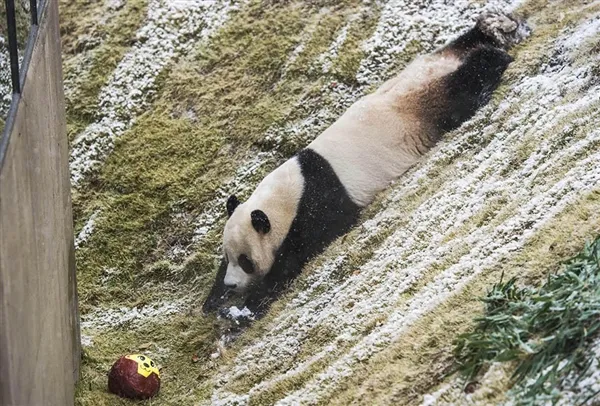 首尔初雪 旅韩大熊猫满地撒欢、卖萌抢镜