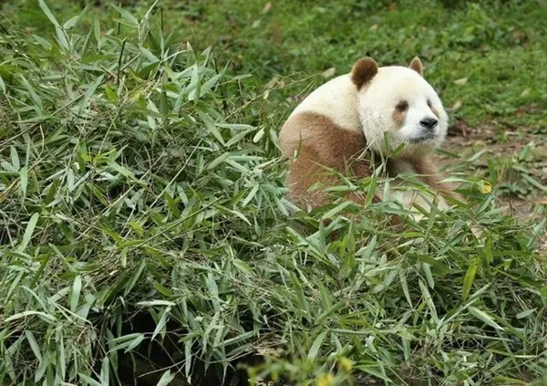 全球唯一棕色大熊猫越来越胖：奶油巧克力球