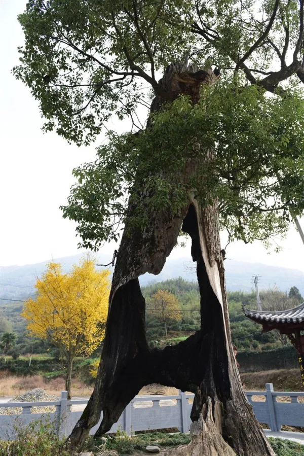 树坚强！江西300岁古树遭雷劈被掏空：仍枝繁叶茂