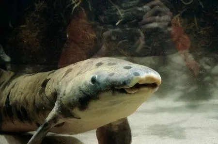 地球最古老脊椎动物:这条鱼活了90多岁离世
