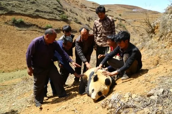 国宝大熊猫下山进村 因怕狗被栓