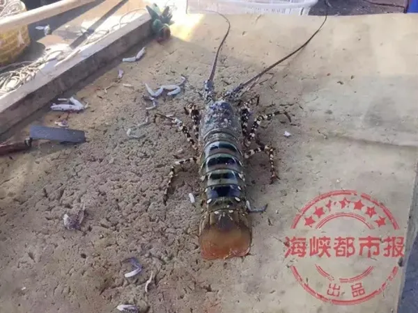 渔民意外捕获七彩“神虾” 一条值百万