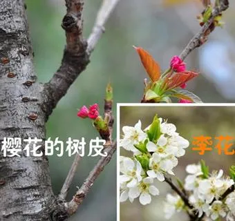 桃花、李花、梅花、樱花：终于分清了