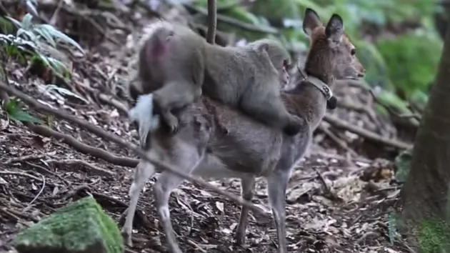 跨越物种的恋爱？研究者拍摄到日本猕猴与梅花鹿的亲密关系
