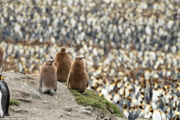密集恐惧症慎入！南乔治亚岛20万只王企鹅大聚会