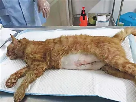 怀孕猫妈妈被车撞死 好心人剖腹救活6只小猫