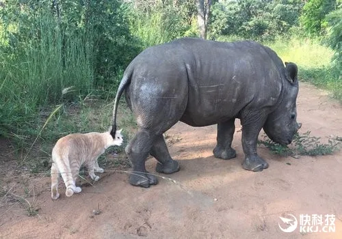 小犀牛和猫成为好朋友 睡觉、散步都黏在一起