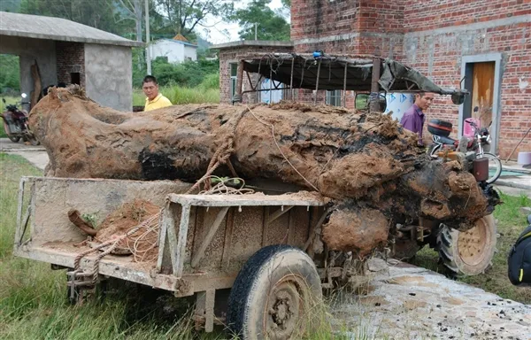 台风过境广东吹出4000年乌木：通体清香