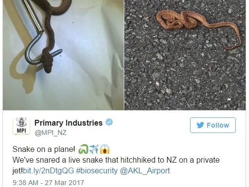 没有蛇的国度新西兰出现了史上第一条：下场是安乐死