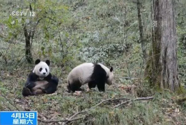 中国首次完成大熊猫野外引种试验