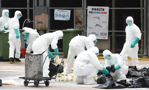 H7N9疫情快速上升势头被遏制 督查重点防控省份