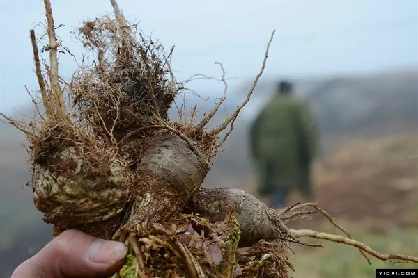 “植物伟哥”暴跌100倍：烂地里也没人要