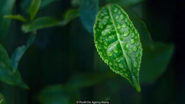 生物体内的怪异量子力学：被人类忽视的微观世界