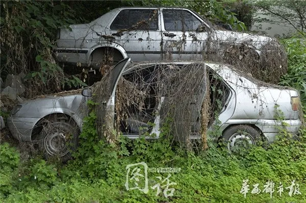 爬山虎疯长 成都闹市区汽车坟场竟春意盎然