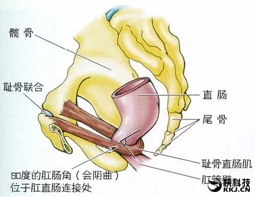 哪种排便姿势最好？看完瞬间凌乱